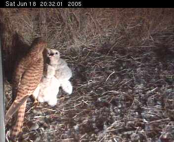 Kestrels